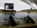 Orcas at Loro